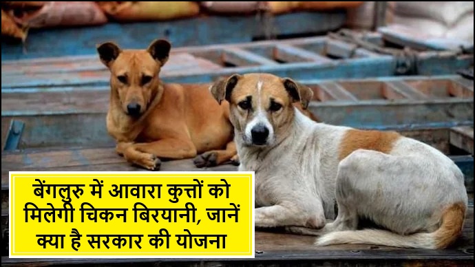 Government Feed Chicken Biryani to Stray Dogs: बेंगलुरु में आवारा कुत्तों को मिलेगी चिकन बिरयानी, जानें क्या है सरकार की योजना Government Feed Chicken Biryani To Stray Dogs