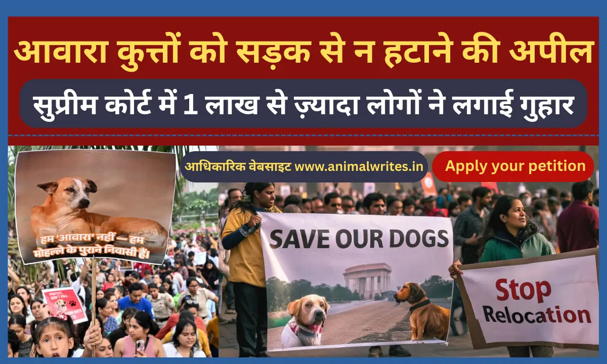 File Your Letter Petition in Supreme Court