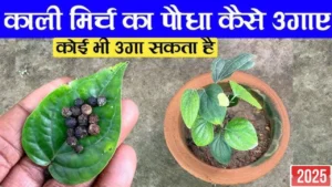 Gardening Tips 2025: घर की बालकनी पर काली मिर्च उगायें, मिनी मसाला गार्डन से लाएं स्वाद और सेहत का जादू!
