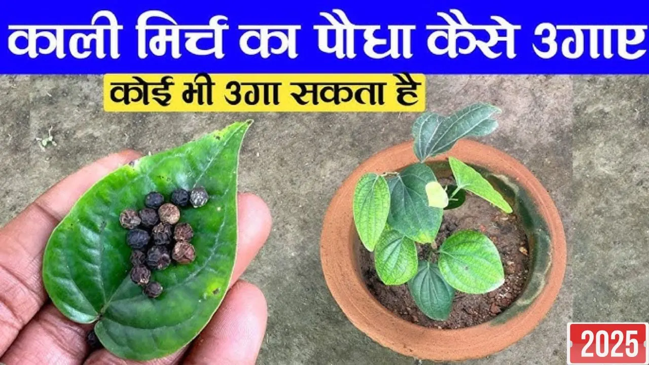 Gardening Tips 2025: घर की बालकनी पर काली मिर्च उगायें, मिनी मसाला गार्डन से लाएं स्वाद और सेहत का जादू!